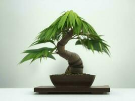 Beautiful expensive bonsai tree on white background ai generated photo