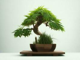 Beautiful expensive bonsai tree on white background ai generated photo