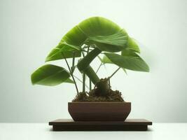 Beautiful expensive bonsai tree on white background ai generated photo