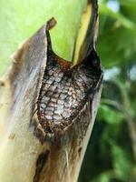 banana leaf on the tree. close up photo