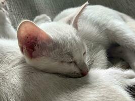 sleeping white cat. cat sleep on a gray background photo