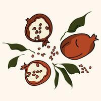 Set of drawn pomegranate. Isolated elements. Simple design with vector fruit