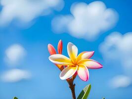 beautiful pink plumeria flower with blue sky background. photo