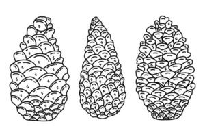 Set of three pine cones on white background. Vector