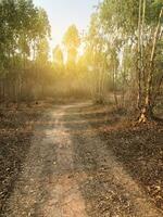 road in forest at country Thailand photo