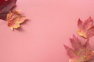 Red Autumn Fall Maple Leafs on red background with copy space. Monochrome fall background top view, flat lay photo