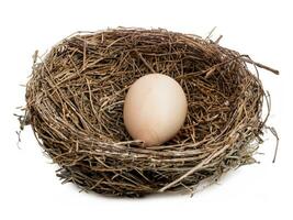 quail egg in a nest isolated photo