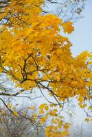 Orange yellow autumn maple leaves in fog. Autumn season, October, November photo