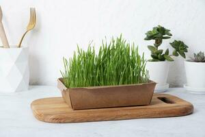 Sprouted wheat microgreen on a wooden board. Home grown healthy superfood photo
