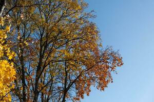 Orange autumn leaves on trees. Beautiful autumn time photo