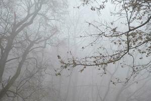 Bare tree branches in a foggy autumn park photo