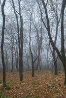 Bare tree branches in a foggy autumn park photo