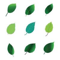 leaves of various plants set white background. vector