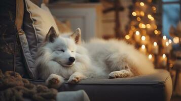 Cute Pomeranian dog on sofa in room decorated for Christmas photo