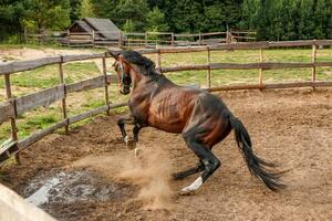 beautiful thoroughbred stallion trotting in a fenced paddock, hoof dust photo