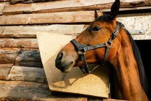 portrait of a brown color horse looking out of a stall window. photo