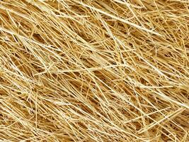 close up dry yellow straw background photo