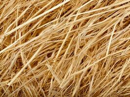 close up dry yellow straw background photo