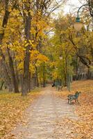 otoño temporada en el parque. bancos y Amarillo naranja arboles y caído hojas foto