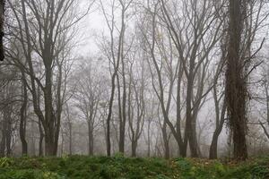 Bare tree branches in a foggy autumn park photo