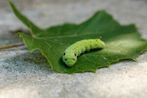 big green caterpillar Deilephila elpenor on a green leaf photo