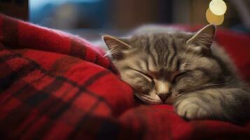 Ai generated Cute tabby cat sleeping on a red plaid in the living room. photo