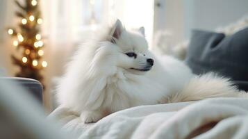 Cute Pomeranian dog on sofa in room decorated for Christmas Ai generated photo