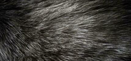 Fur texture. Siamese cat hair closeup. photo