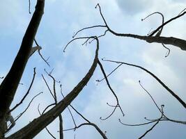 tree branches, nature flora environment photo