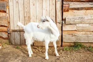 portrait beautiful white goat next to the barn photo