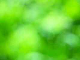 Abstract blurred green color for background, Blur leaves at the health garden outdoor and white bubble focus. photo