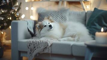 Cute Samoyed dog on sofa in room decorated for Christmas Ai generated photo