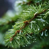 AI Generative spruce branch with dew drops close-up, shallow depth of field photo