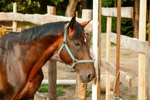 portrait of a stallion against the backdrop of a paddock photo