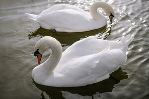 Pareja de hermosa blanco cisnes en lago foto