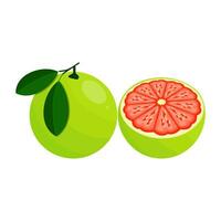 Bali Lime Is A Fruit That Has A Sour And Aromatic Taste. This Fruit Grows A Lot In Bali, Indonesia vector