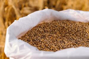 Grains of wheat in a bag on the background of the field photo