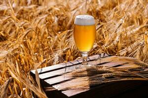 Glass of beer against wheat field photo