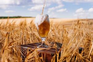 Glass of beer against wheat field photo