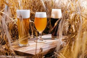 light, unfiltered and dark glasses of beer in a wheat field photo