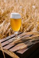 glass of blonde beer on wooden table with sunny wheat field photo