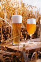 two glasses of beer in a wheat field photo