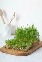 Microgreen wheat and alfalfa on wooden board. Home grown healthy superfood photo