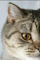 Banner of a close up of a tabby cat face with brown eyes and nose photo