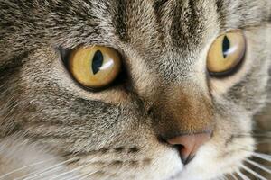 bandera de un cerca arriba de un atigrado gato cara con marrón ojos y nariz foto