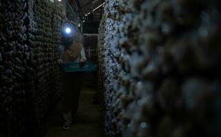 Portrait of a young asian muslim woman working at a mushroom factory, Picking mature of mushrooms in mushroom house. photo