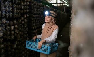 Portrait of a young asian muslim woman working at a mushroom factory, Picking mature of mushrooms in mushroom house. photo