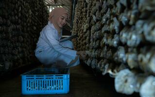 Young asian muslim female scientist research work at mushroom factory, collecting mature mushrooms in mushroom house for laboratory experiments. photo