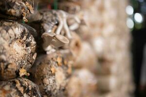 Mushrooms in the mushroom house fully grown and ready to be harvested for consumption. photo