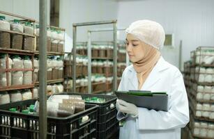 Young asian muslim female scientist doing research at a mushroom factory, examining mushroom leavening agent in a sterile and temperature-controlled room. photo